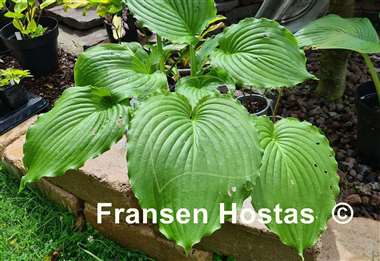 Hosta Earthquake